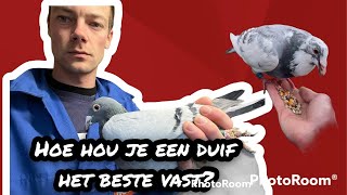 Hoe hou je een duif het beste vast  Postduiven [upl. by Flor]