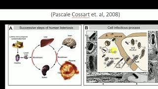 Pathogenesis of Listeria monocytogenes  Listeria entry into the cell [upl. by Toffey]