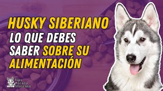 ALIMENTACIÓN DEL HUSKY SIBERIANO [upl. by Brasca]