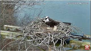 Moraine Preservation Fund  Mom Osprey taken off nest 32624 [upl. by Ahsinauj]