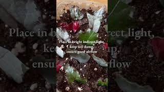 BEGONIA Wedge Cuttings  A QUICK Guide begoniarex begoniapropagation houseplantpropagation [upl. by Pazit]