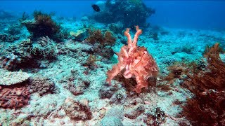 Indonesian Cuttlefish in Blue Lagoon [upl. by Essie]