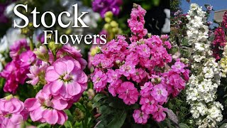 Growing Stock Flower Matthiola incana How to Grow Stock Flower Plants [upl. by Avrom]