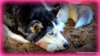 Siberian Husky Oakley hurt her paw FAN FRIDAY 113 [upl. by Nicol]