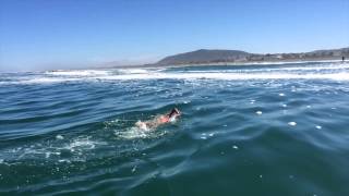 Carina Bruwer swims Robben Island to Bloubergstrand [upl. by Aihtennek239]