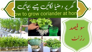 how to grow coriander at home [upl. by Dominik381]