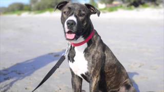 Meet Goof the American Staffy x Bullmastiff  Choose To Adopt [upl. by Nahtanoy]