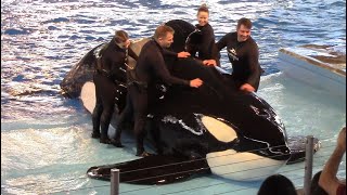 First Orca Encounter Full Show at SeaWorld San Antonio  February 22 2020 [upl. by Ased939]