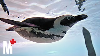 What it feels like to feed the penguins at the Toronto Zoo [upl. by Hsak997]