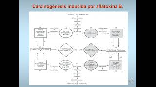 9 Carcinogénesis [upl. by Relda27]