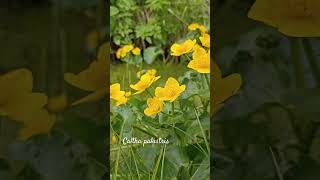 Funny caltha palustris shorts herbarium [upl. by Alehtse]