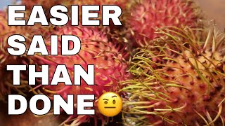 How To Grow A Rambutan Fruit Tree From Seed  EASIER SAID THAN DONE [upl. by Eelirrem693]