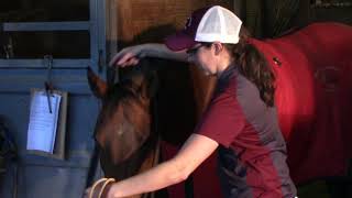 Mississippi State Extension Equine Hippology VideoItem Identification [upl. by Atiuqa]