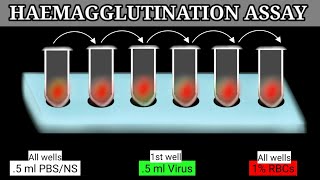 Haemagglutination Assay  HA Assay  HA Test [upl. by Germaine]