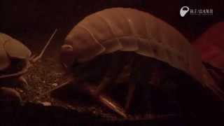 ダイオウグソクムシの摂餌  Giant Isopods Feeding Actively [upl. by Ruben974]