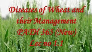 1 PATH 365 New Lec no 11 Diseases of Wheat and their Management [upl. by Lonnard]