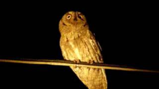 Scops owl  Otus Scops [upl. by Gaut863]