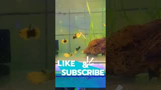 Platy guppy platyfish bettafish betta cupang freshwaterfish tropicalfish trending kangpalud [upl. by Acsirp]