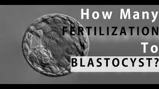 How Many Fertilized Eggs Make It to Day 5  The Blastocyst Stage [upl. by Kaden]