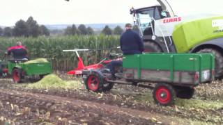 Schlepper gegen Einachser Agria 1700 Triebachser  Maisernte bei Heiko in Vogelbeck [upl. by Ilyah]