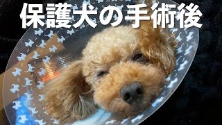 歯周病の保護犬トイプードル。手術後が辛そう・・・。歯のケアや予防について獣医さんに教えてもらいました【Day20Day22】 [upl. by Bartholomeus512]