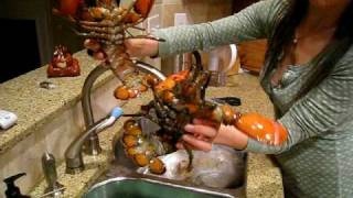 Preparing Lobster for Dinner or How to tell the Sex of a Lobster [upl. by Fong301]