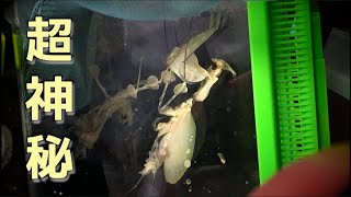 【超貴重】ついにニセハナマオウカマキリが羽化ニセハナマオウカマキリ飼育20196Idolomantis Diabolica  Devil Flower Mantis [upl. by Berck]