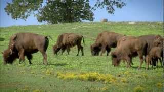 Arkansas Buffalo Ranching  Americas Heartland [upl. by Fermin]