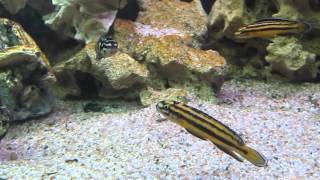 Юлидохромисы Регана и Транскриптусы 2 Julidochromis Regani amp Julidochromis Transcriptus [upl. by Ahsiekahs148]