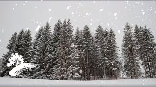 Craig Duncan  Bluegrass Christmas 2 Holiday Visualizer [upl. by Benia]