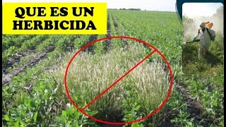 ¿QUE ES UN HERBICIDA  AGRONOMIA  AGRICULTURA  JARDINERIA [upl. by Bible]