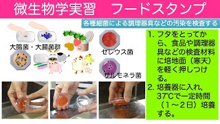 微生物学実習 細菌汚染検査 フードスタンプを使って身の回りの細菌を検出してみよう [upl. by Akehs]