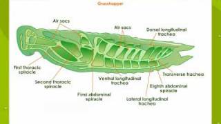 Respiratory System In Insects [upl. by Kciredec]