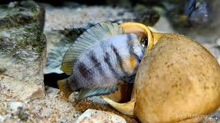 Adults and ready to spawn Altolamprologus sp quotcompressiceps shellquot Sumbu [upl. by Wauters921]