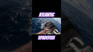 fishing shorts fish trending seafood sea ocean florida fishingvideo miami shortsvideo [upl. by Durman]