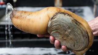 Facts The Pacific Geoduck [upl. by Ecadnac]