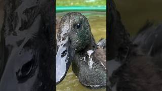 Duckers animals peaceful nature cute babyanimals naturelovers love staytrue [upl. by Pauwles543]