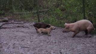 quotTraining pups to bay hogs in a bay penquot [upl. by Charis]