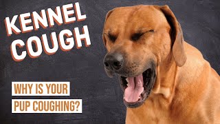 Signs of Kennel Cough in Dogs  Symptoms Diagnosis Treatment Expectations [upl. by Auqenehs]