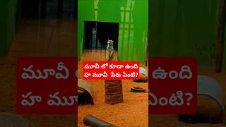 ఒక మూవీ లో కూడా ఉంది పెరు ఏంటిzoopark animals ytshorts youtubeshorts [upl. by Fedak]