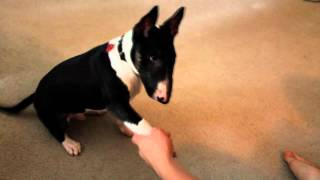 Miniature bull terrier puppy performing tricks [upl. by Niuqaoj736]