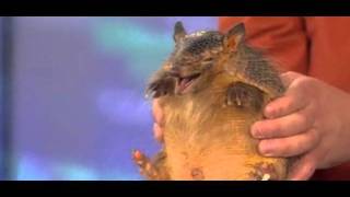 A Screaming Hairy Armadillo squeals on Today Show [upl. by Soisanahta986]