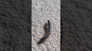 Amazing Desi Millipedes  millipedes shorts videos shortsvideos youtubeshorts [upl. by Shelli]