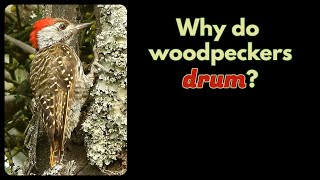 WHY DO WOODPECKERS DRUM [upl. by Aidan]