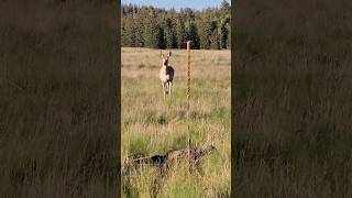 Wild Pronghorn Encounter Up Close  wildlife nature [upl. by Suoivatnom]