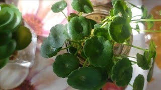 How to care pennywort plant [upl. by Miyasawa]