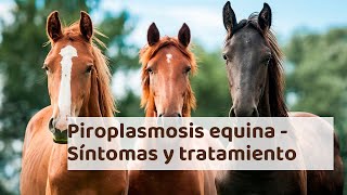 PIROPLASMOSIS EQUINA  Síntomas dignóstico y tratamiento [upl. by Swift]