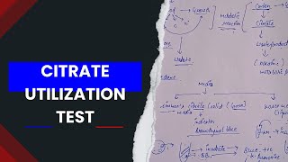 Citrate utilization test biochemical test in microbiology [upl. by Nesiaj]