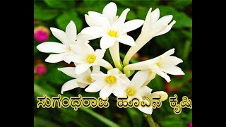 quotTuberose Flower Cultivationquot quotಸುಗಂಧರಾಜ ಹೂವಿನ ಕೃಷಿquot [upl. by Ahseenat]