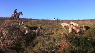 Devon Hunt Sabs Vs South Devon Hunt  We WON [upl. by Ahcorb]